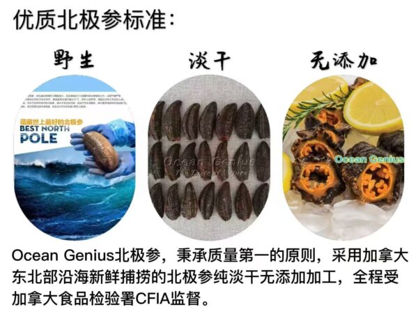 Ocean Genius北极参-2 Ocean Genius 30头北极桶参