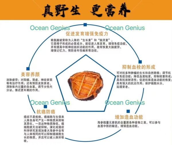 Ocean Genius北极参-3 Ocean Genius 30头北极桶参